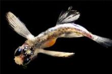 Peces mesopelágicos